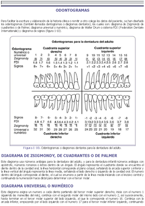 Anatomia Dental - Libro completo - ODONTOGRAMAS Para facilitar la escritura  y elaboración de la - Studocu