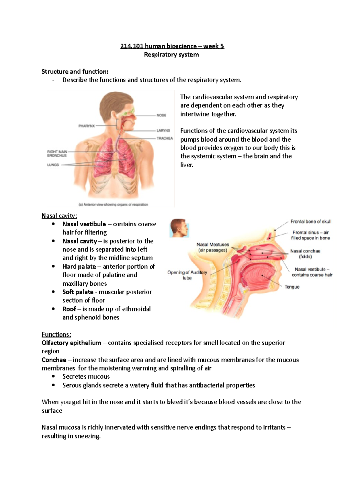 214.101 - respiratory system - week 5 - 214 human bioscience – week 5 ...