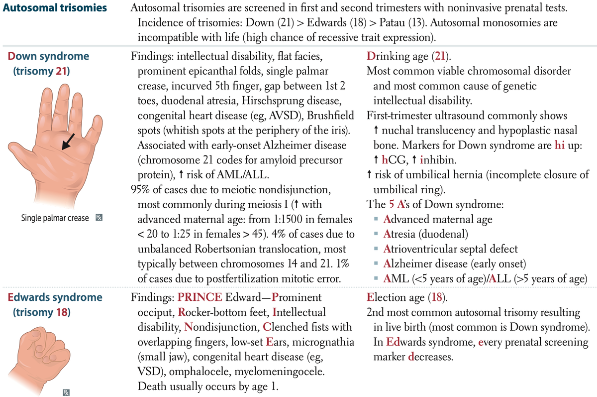 Embryology practice - LCME 50100 - Purdue - Studocu