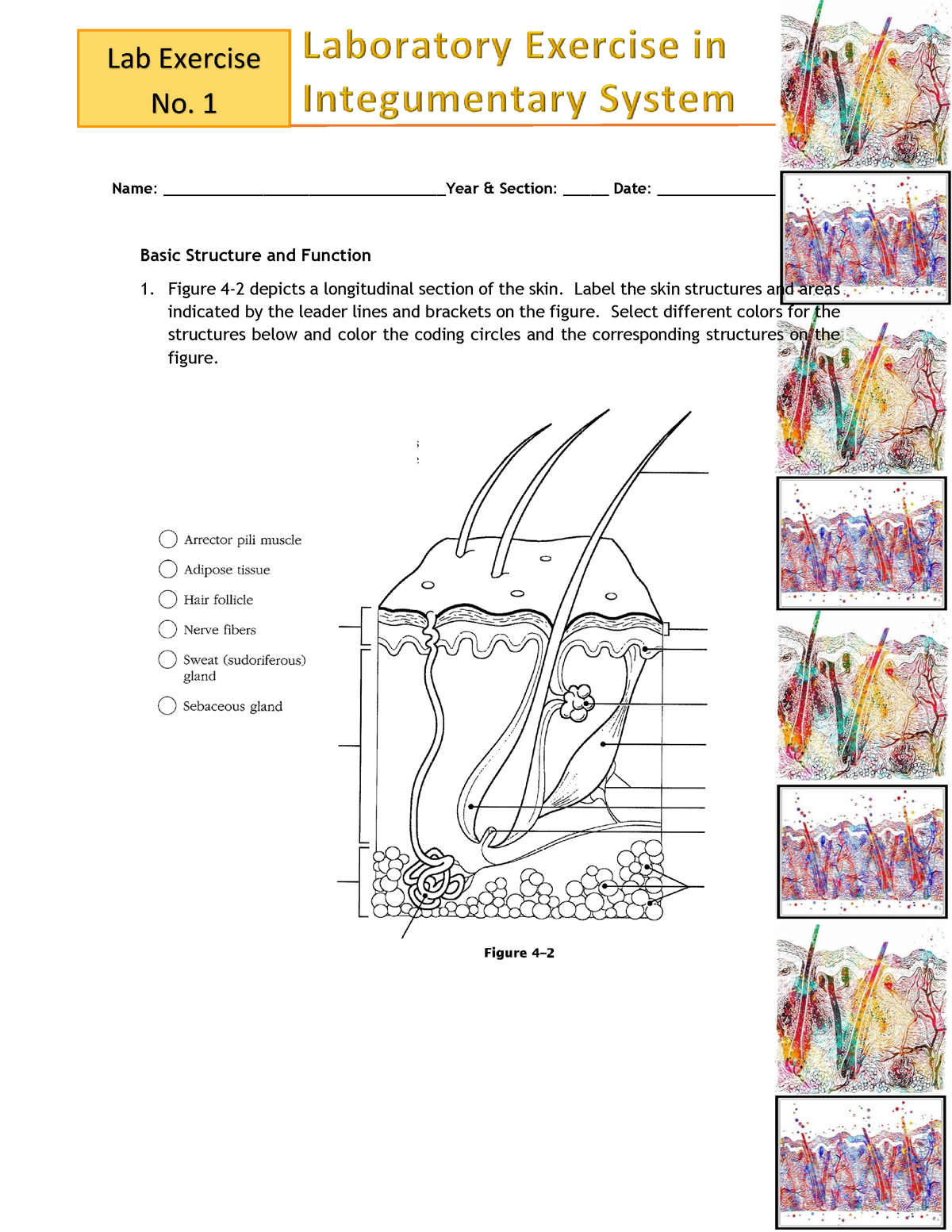 Integumentary System Lab Exercise - 91 Name ...