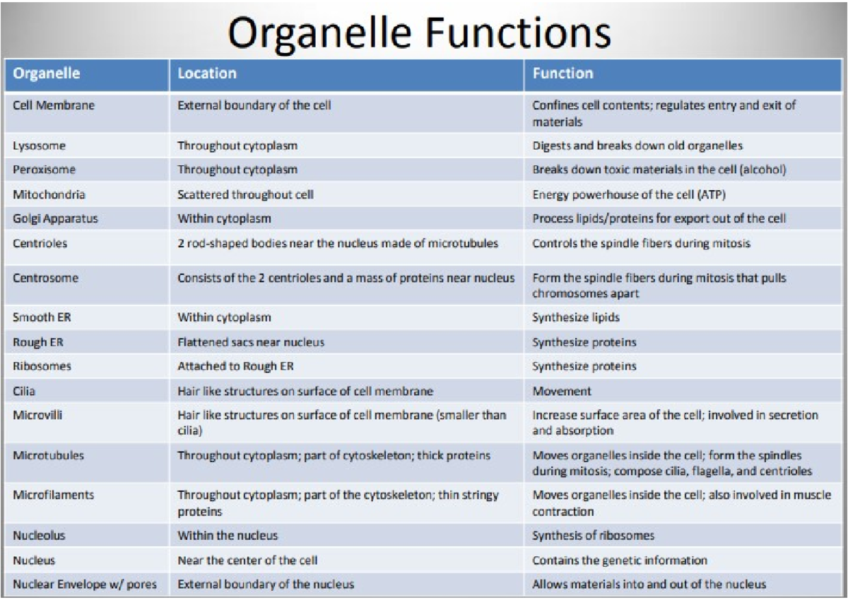 Cell organelles(functions) - Organelle Functions Organelle Location ...