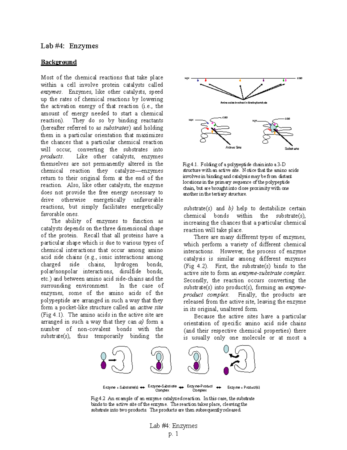 Enzymes 1 Lab 4 Enzymes Lab 4 Enzymes Background Most of the