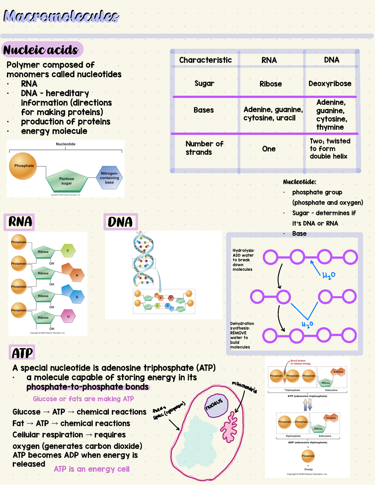 Biology 161 copy 3 - Macromolecules - DNA and RNA ...