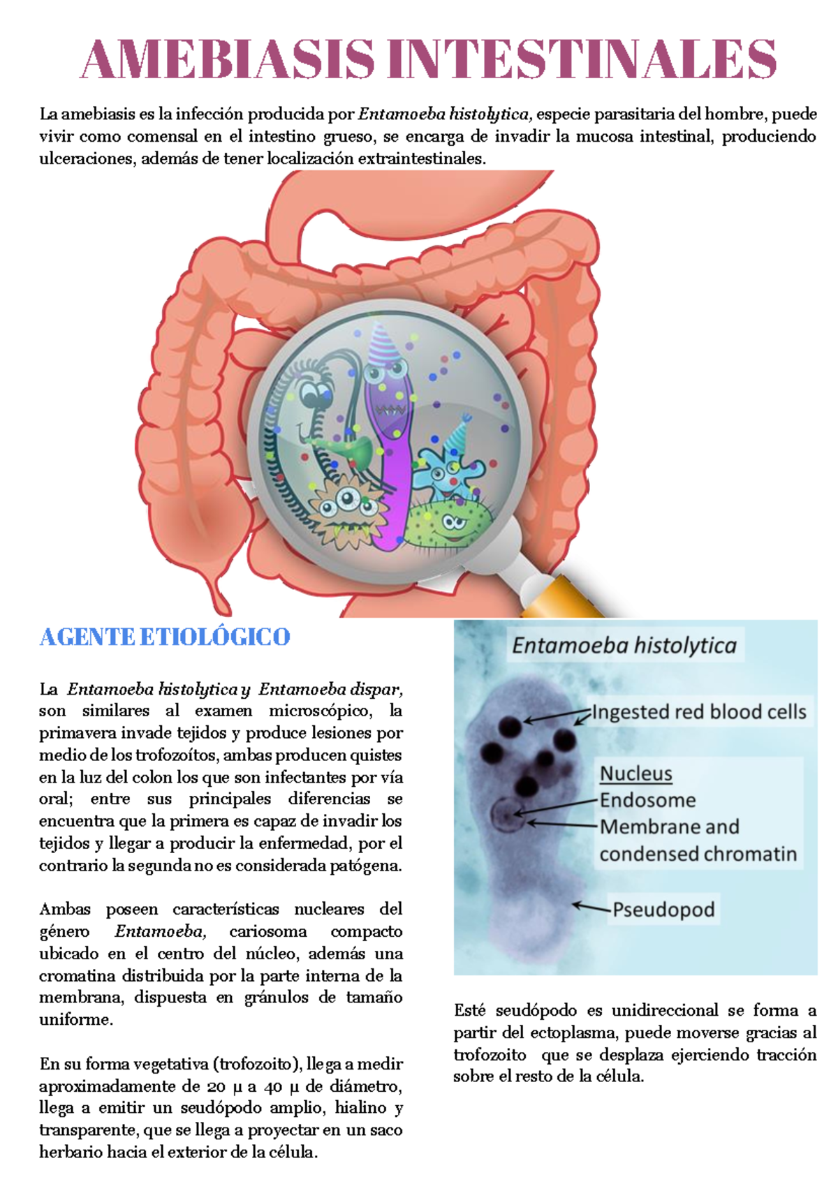 Amebiasis Intestinales Amebiasis Intestinales La Amebiasis Es La Infección Producida Por 5771