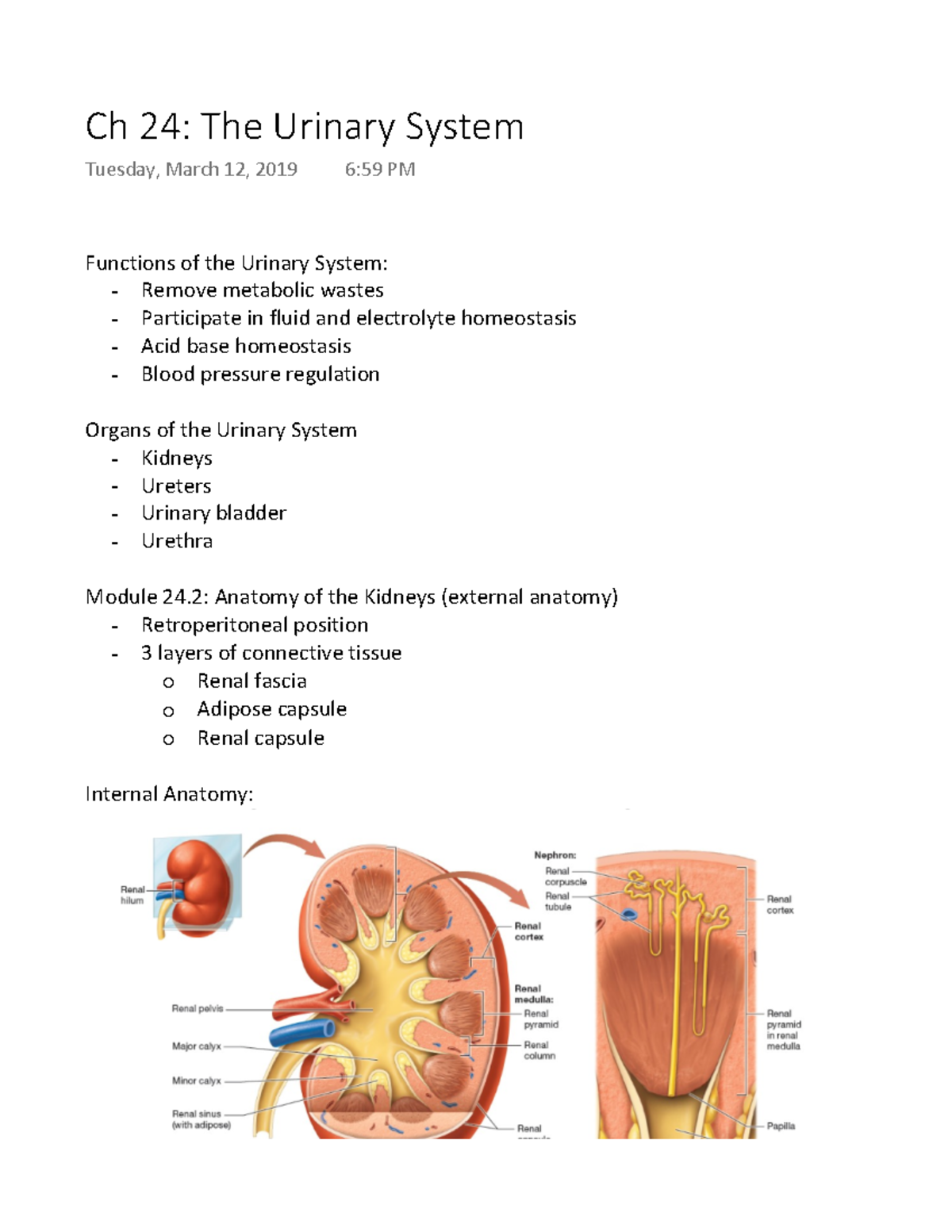 The Urinary System - First-year nursing anatomy and physiology exam ...