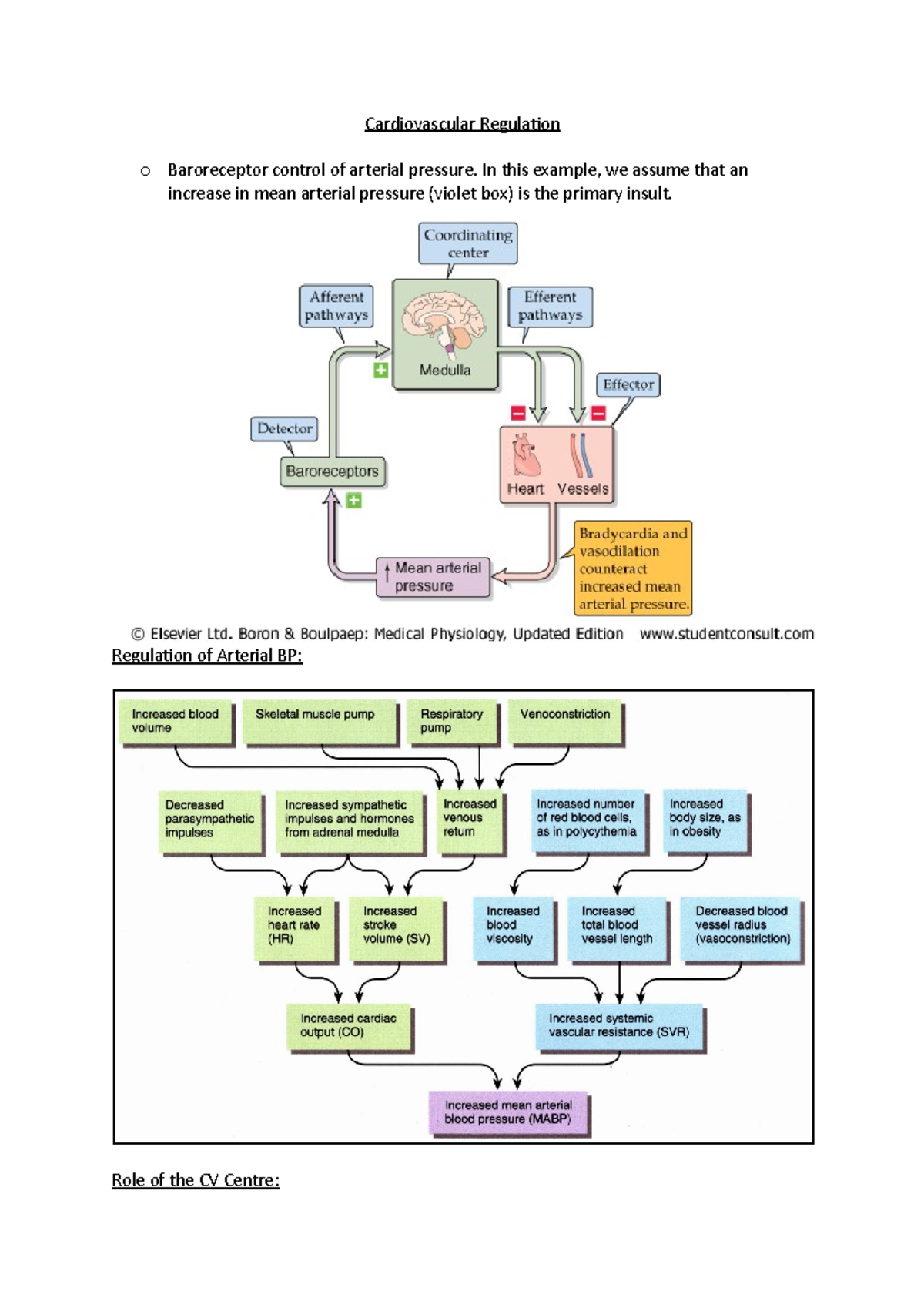 Cardiovascular Regulation - In this example, we assume that an increase ...