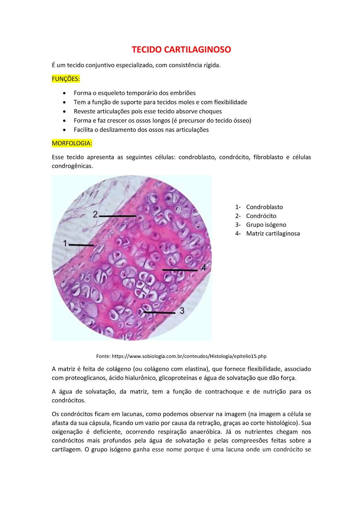 Tecido- Cartilaginoso - Histologia - TECIDO CARTILAGINOSO É Um Tecido ...