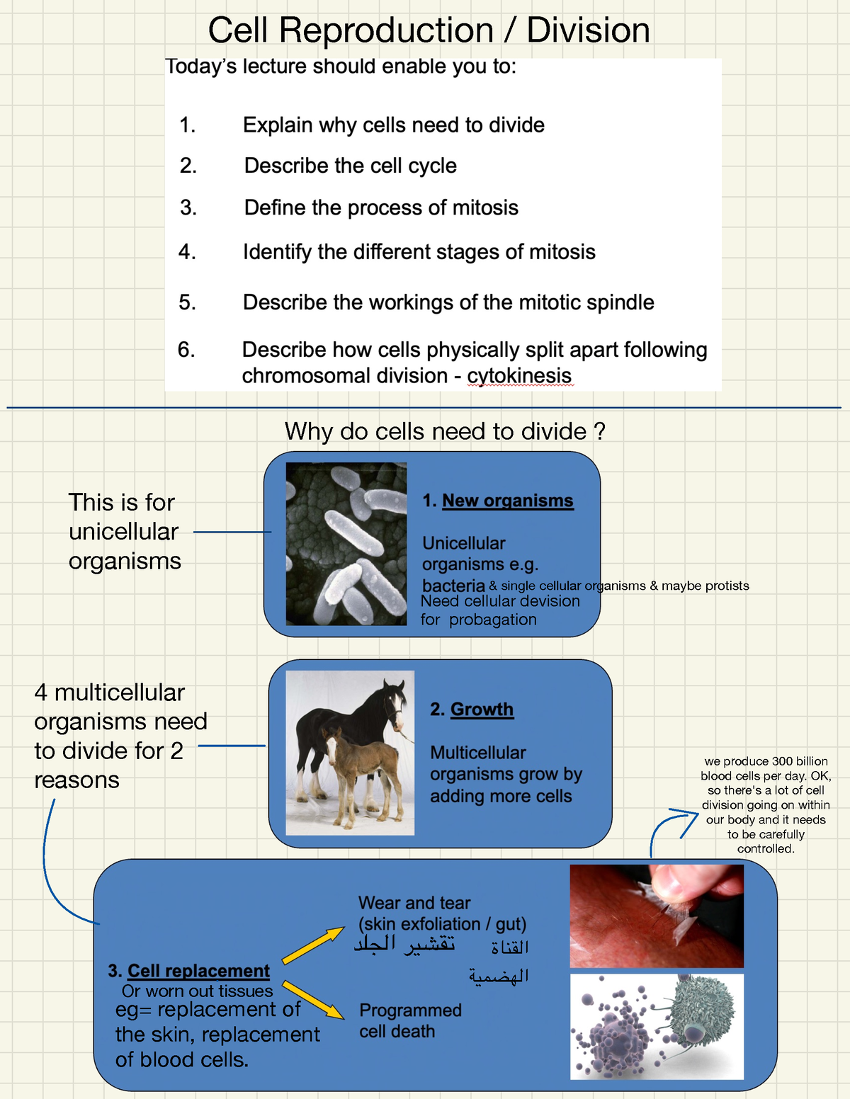biol-112-lec-cell-reproduction-division-why-do-cells-need