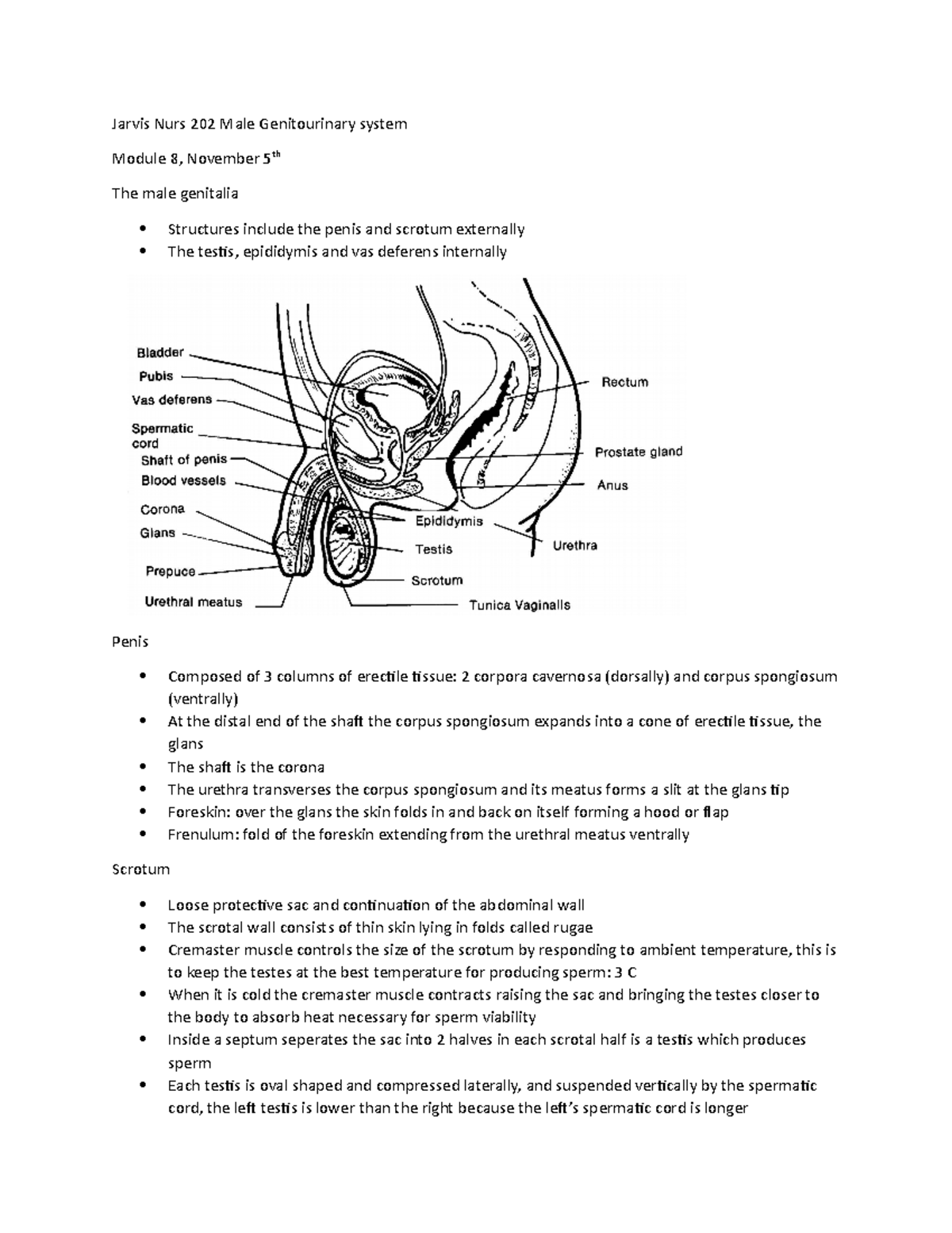 Jarvis Module 8 Chap 26 Male GU - Jarvis Nurs 202 Male Genitourinary ...