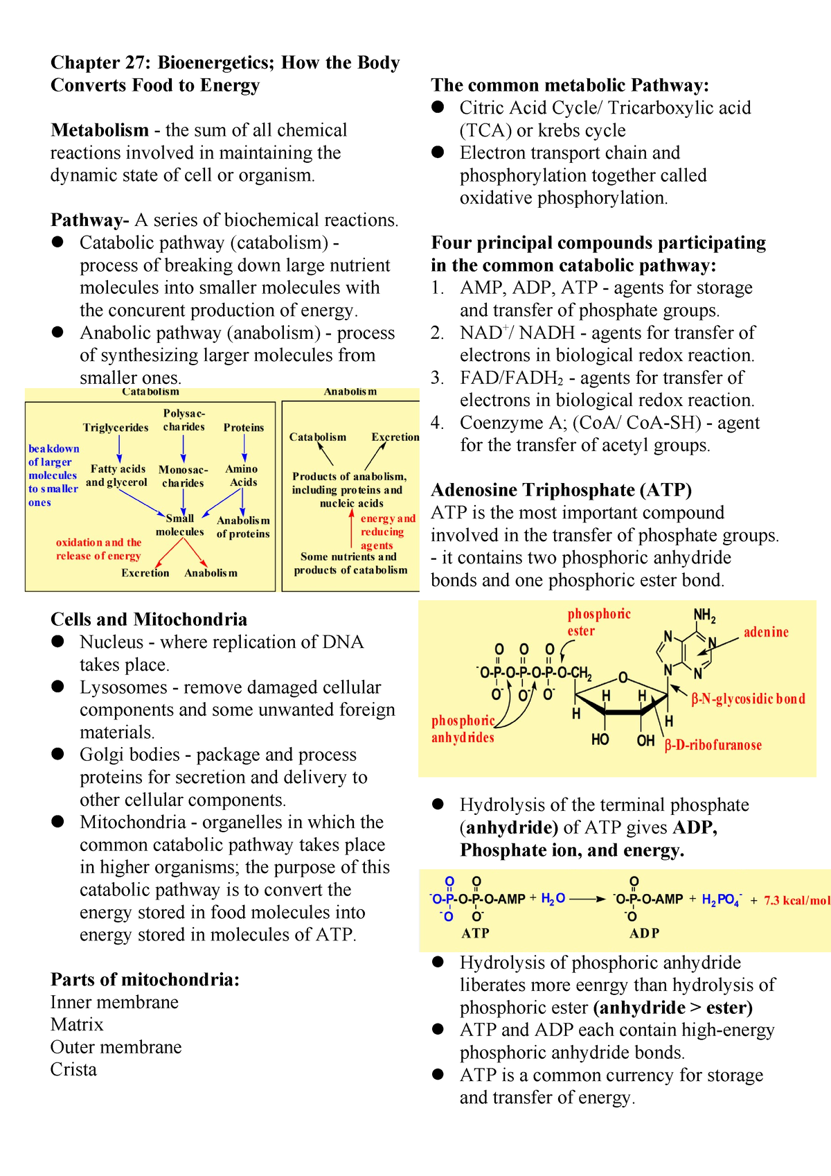 Biochem Finals - Chapter 27: Bioenergetics; How The Body Converts Food ...