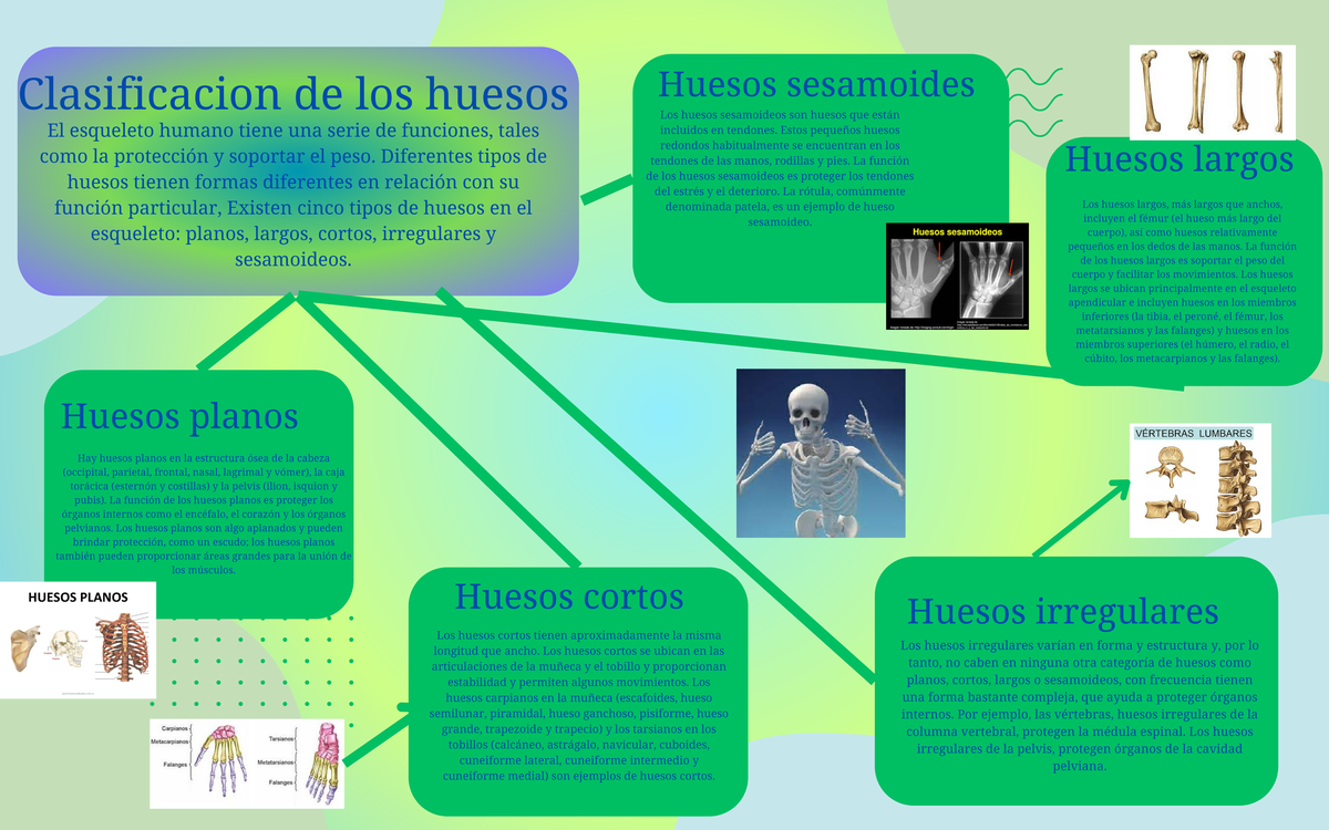 tipos de huesos irregulares