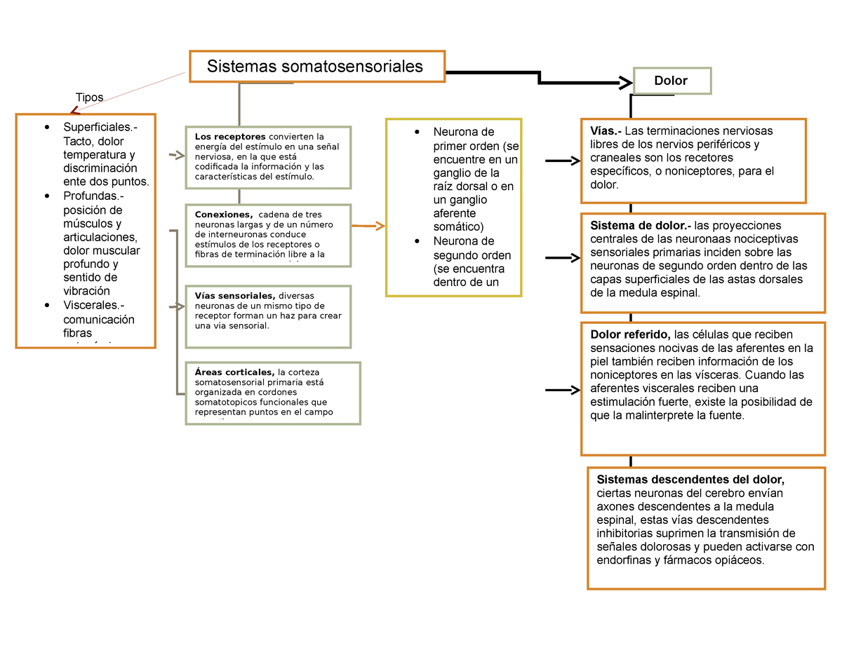 331358810 Mapa Conceptual Somatosensoriales - Tipos Dolor   Tacto, dolor temperatura y - Studocu