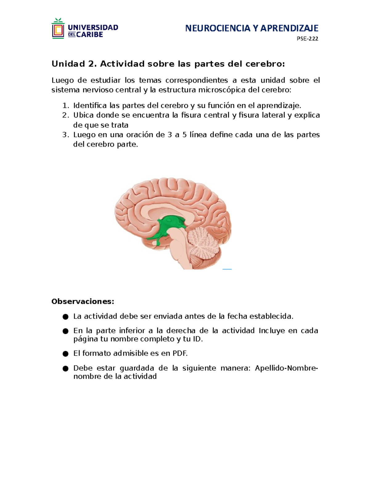 Unidad Actividad Sobre Las Partes Del Cerebro Neurociencia Y Aprendizaje Pse Unidad