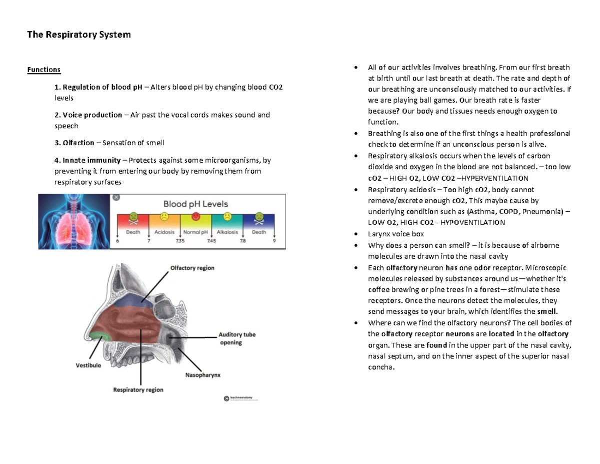 Anaphy- Finals- Reviewer - The Respiratory System Functions 1 ...