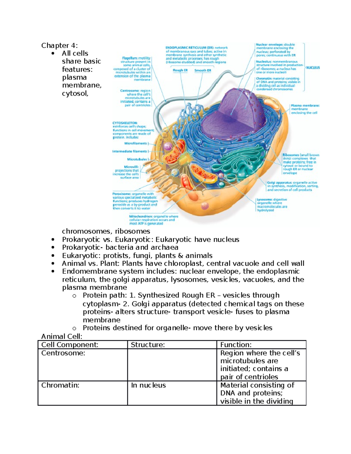 Chapter 4 Cell Structures - Chapter 4: All Cells Share Basic Features ...