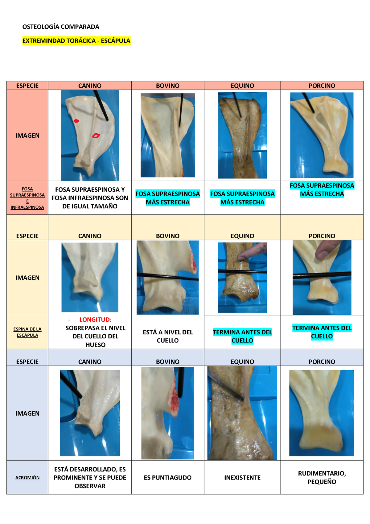 OsteologíA Comparada - OSTEOLOGÕA COMPARADA EXTREMINDAD TOR¡CICA - ESC ...