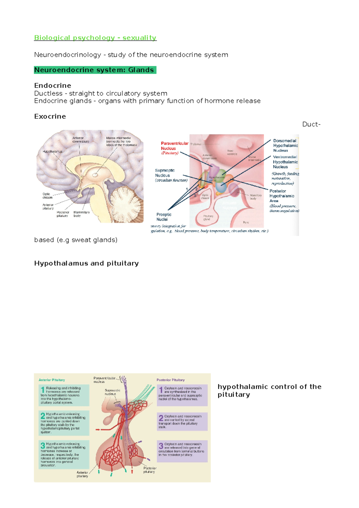 Sexualty copy - neuroendocrine system, classes of horone - Biological ...