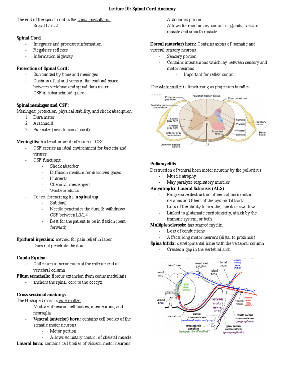 Lecture 10 - Lecture 10: Spinal Cord Anatomy The end of the spinal cord ...