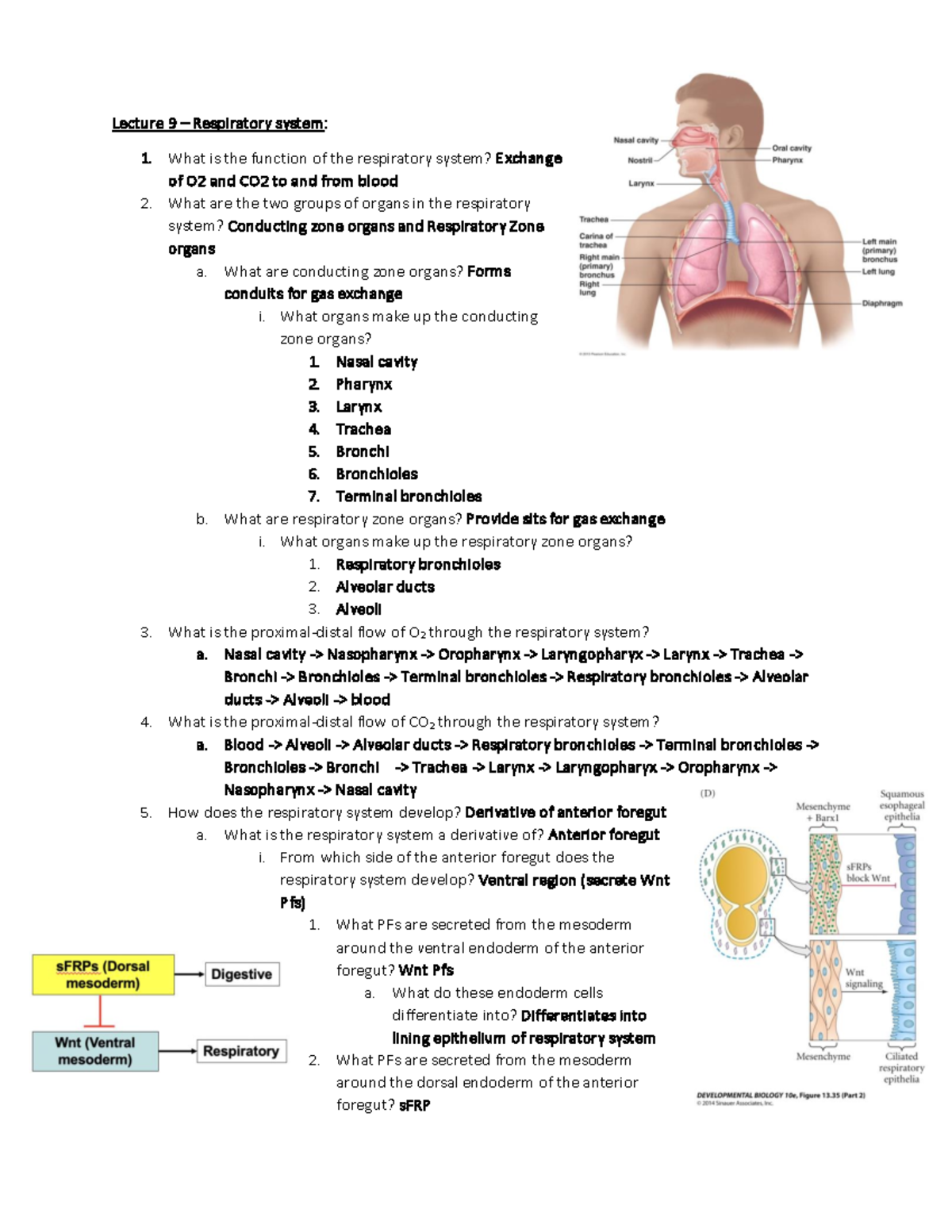 Lecture 9-Respiratory System - Lecture 9 – Respiratory system: What is ...