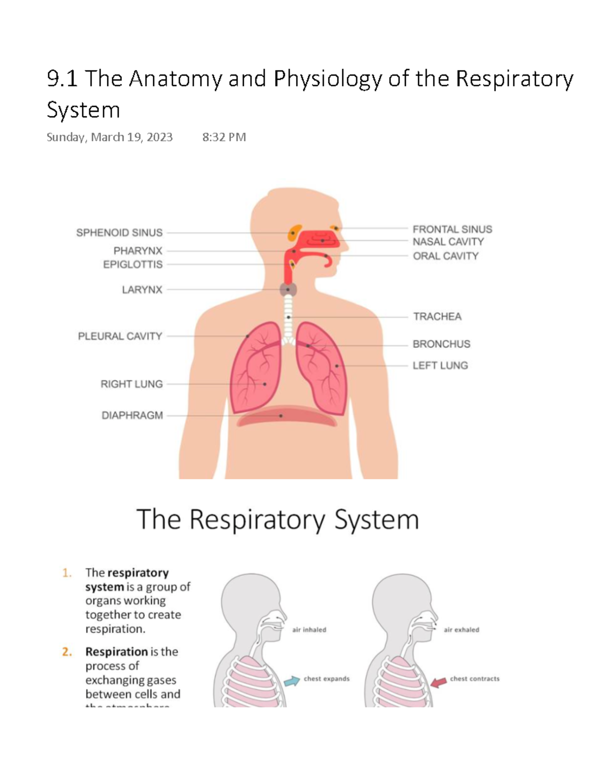 9.1 The Anatomy and Physiology of the Respiratory System - 9 The ...