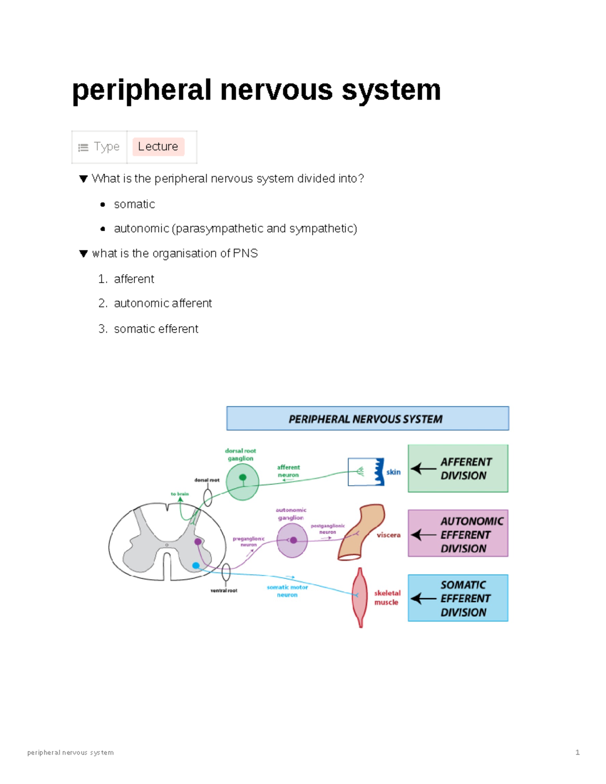 Peripheral nervous system cb72c24cb7d64b9a84e59c2cbf8e5186 - peripheral ...