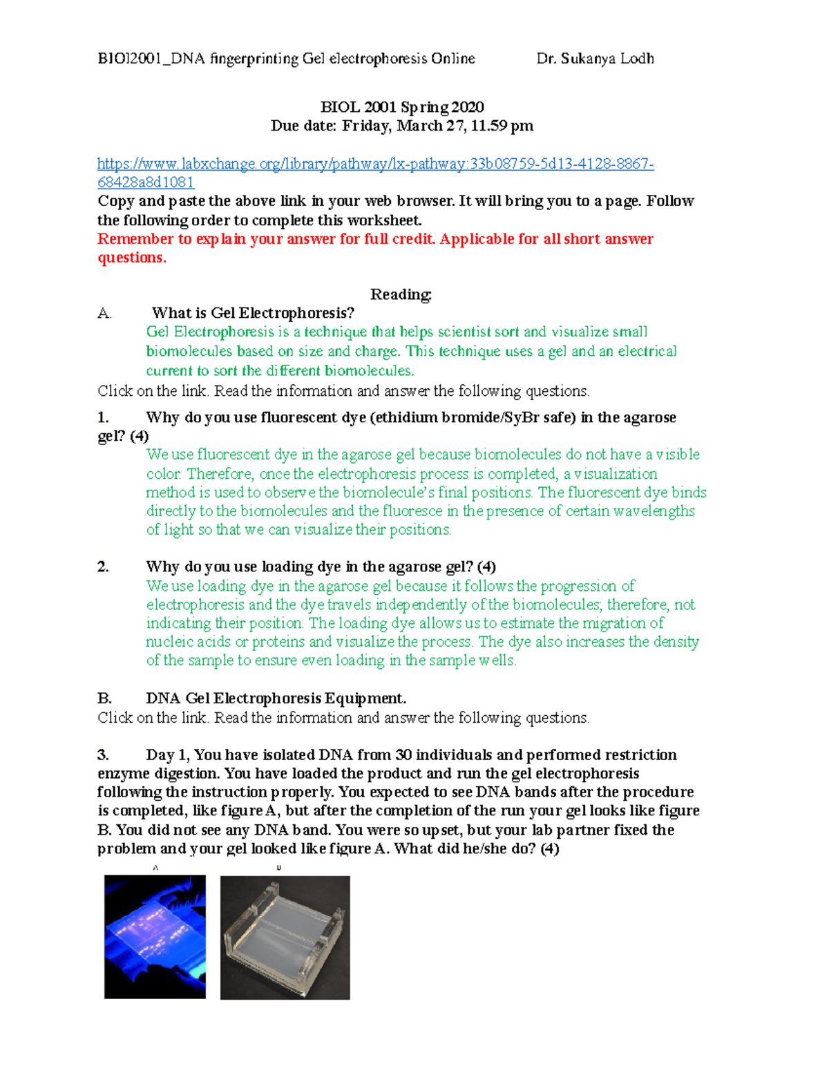 DNA Fingerprinting Lab Report - BIOL 21 - Principles of For Gel Electrophoresis Worksheet Answers