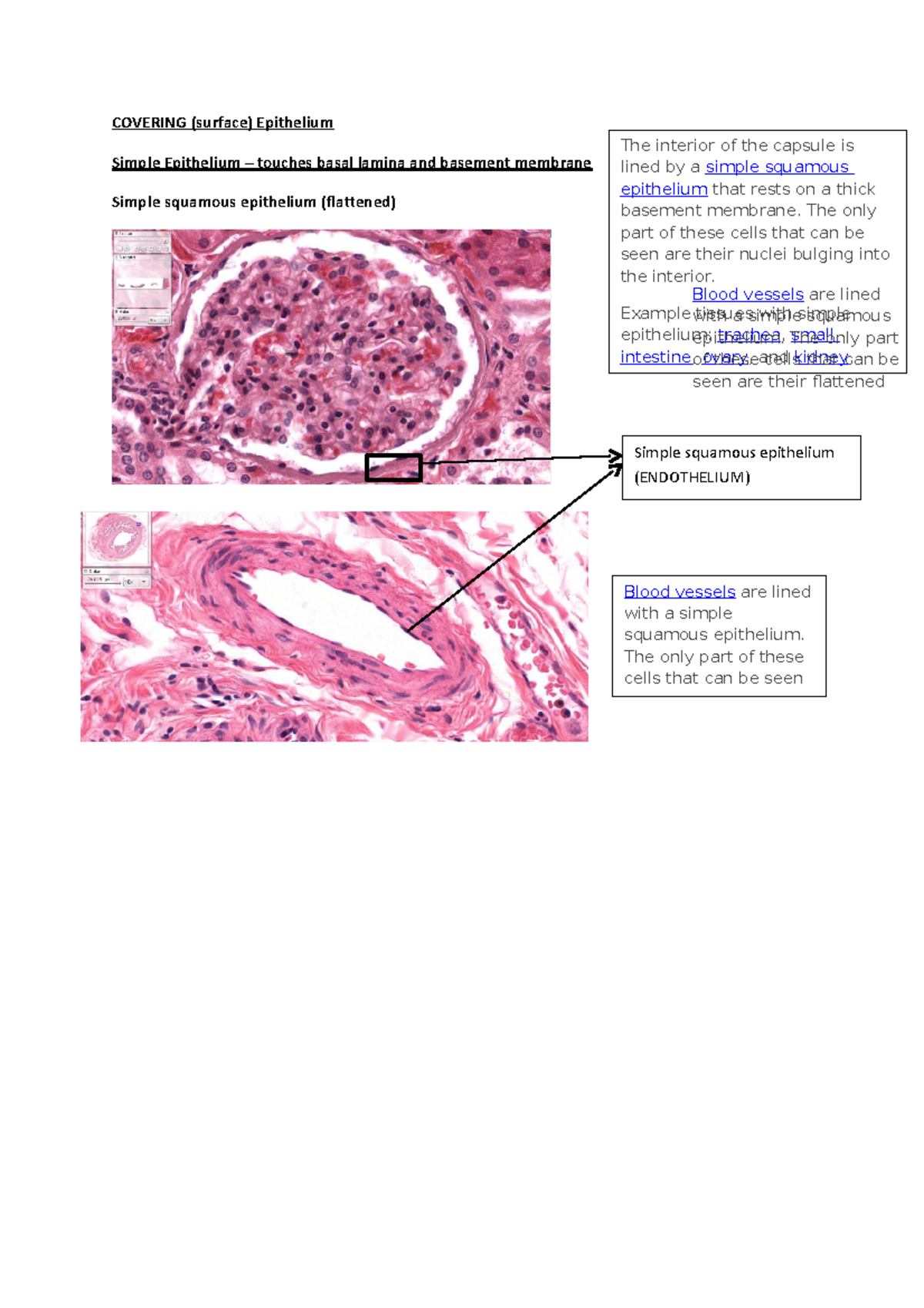 Covering epithelia - medical - COVERING (surface) Epithelium Simple ...