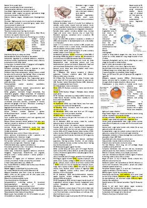ANS Nuclei - Neural and Visceral Anatomy - ANS NUCLEI Parasympathetic ...