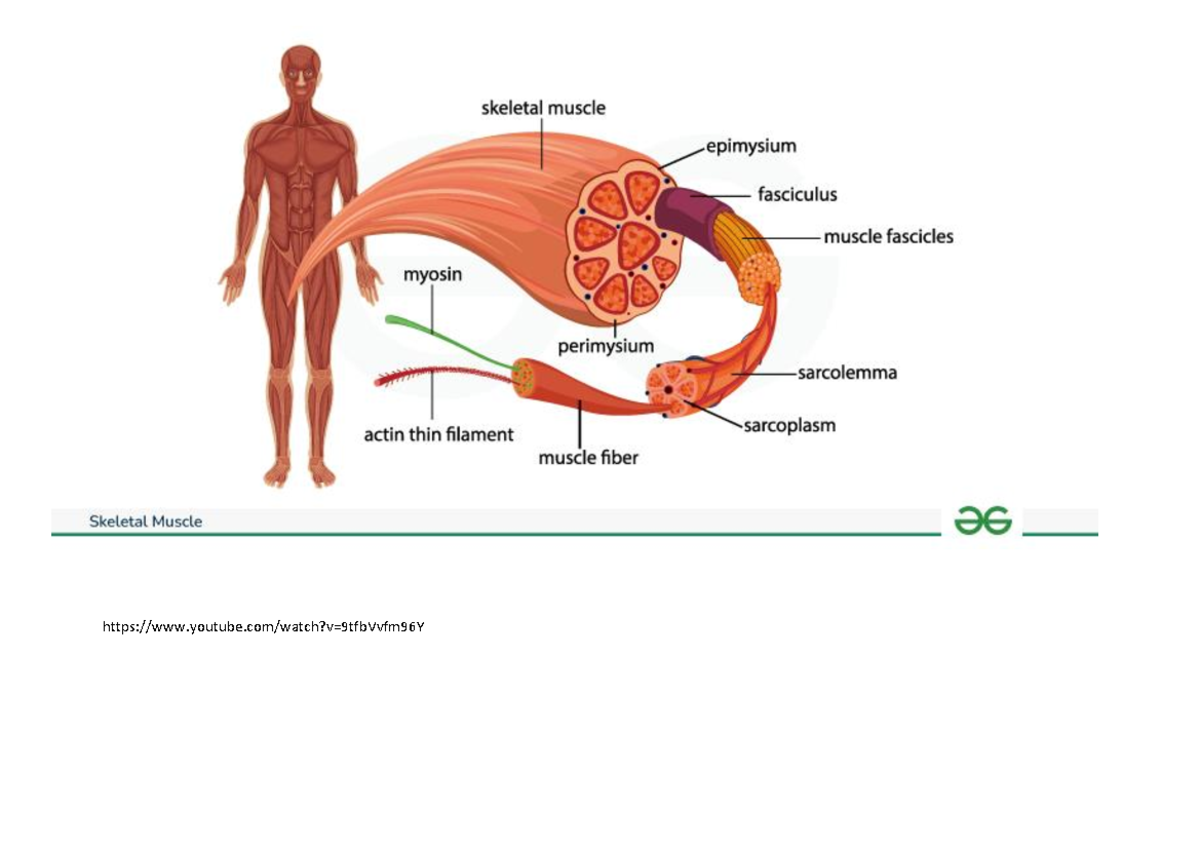 Skeletal Muscle structure - skeletal muscle epimysium fasciculus muscle ...