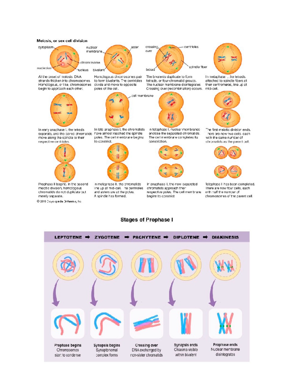 Bio exam #2 study diagrams - BIOL 112 - Studocu