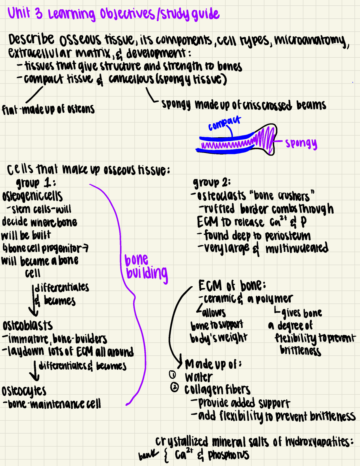 Unit 3 Learning objectives study guide - Unit 3. Learning objectives ...