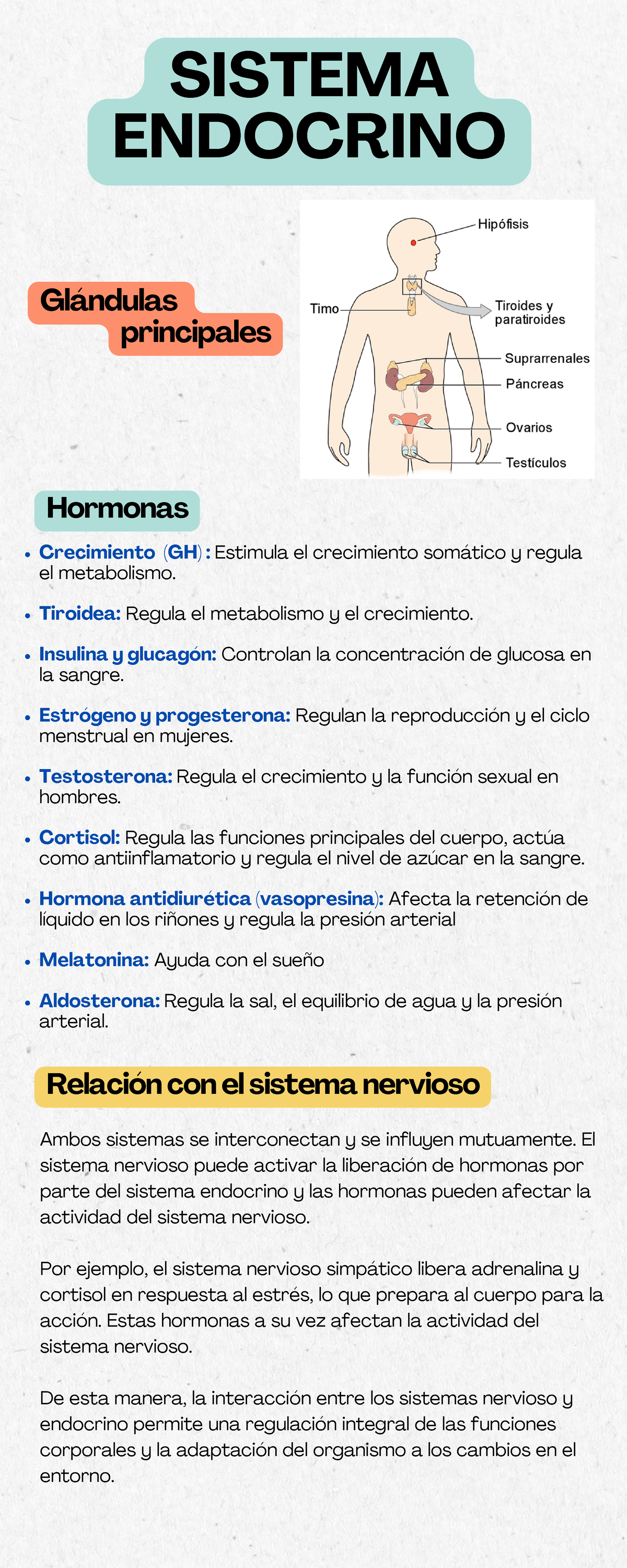 Sistema endocrino - SISTEMA ENDOCRINO Hormonas Glándulas principales ...
