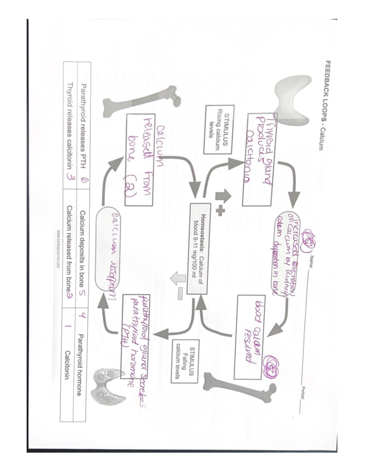 Feedback Loops - Calcium - FEEDBACK LOOPS Calcium Name: Period ...