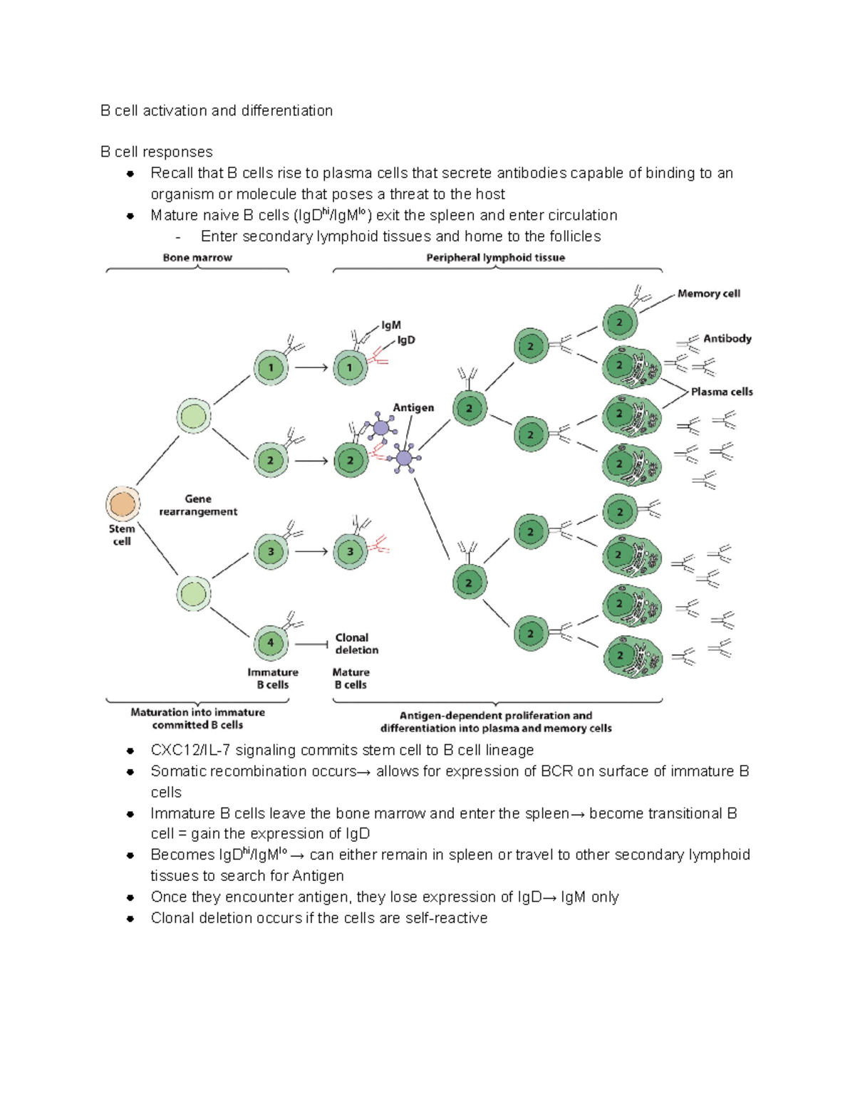Bio 381 exam 4 - Bio 381 with Aspen king - B cell activation and ...