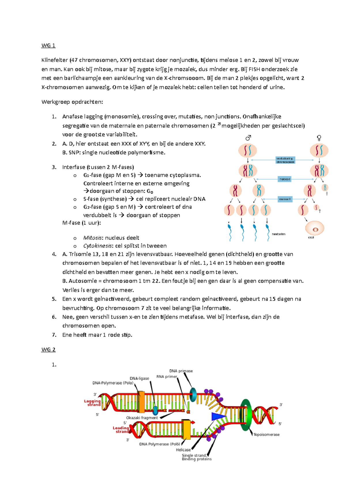 WG 1 en 2 - WG 1 Klinefelter (47 chromosomen, XXY) ontstaat door ...