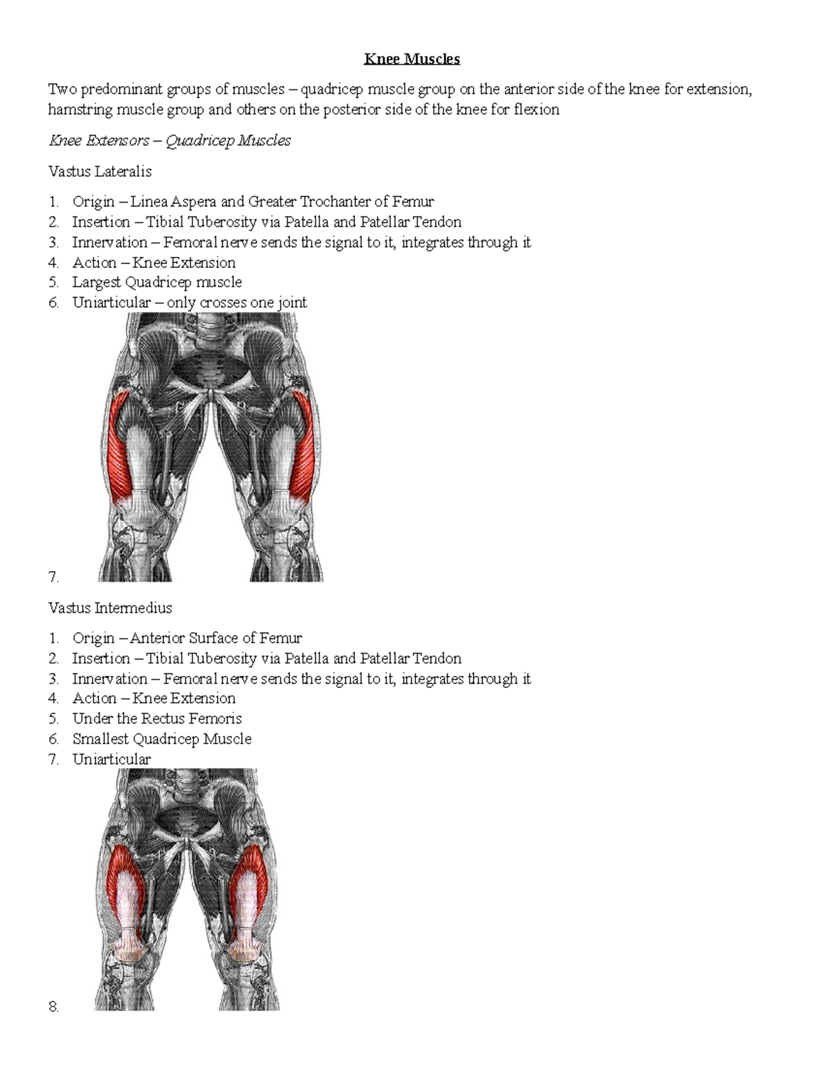 Chapter 8 - Knee Muscles - Knee Muscles Two Predominant Groups Of ...