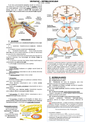 Resumo Neuroanatomia Funcional - Resumo – Neuroanatomia Funcional ...