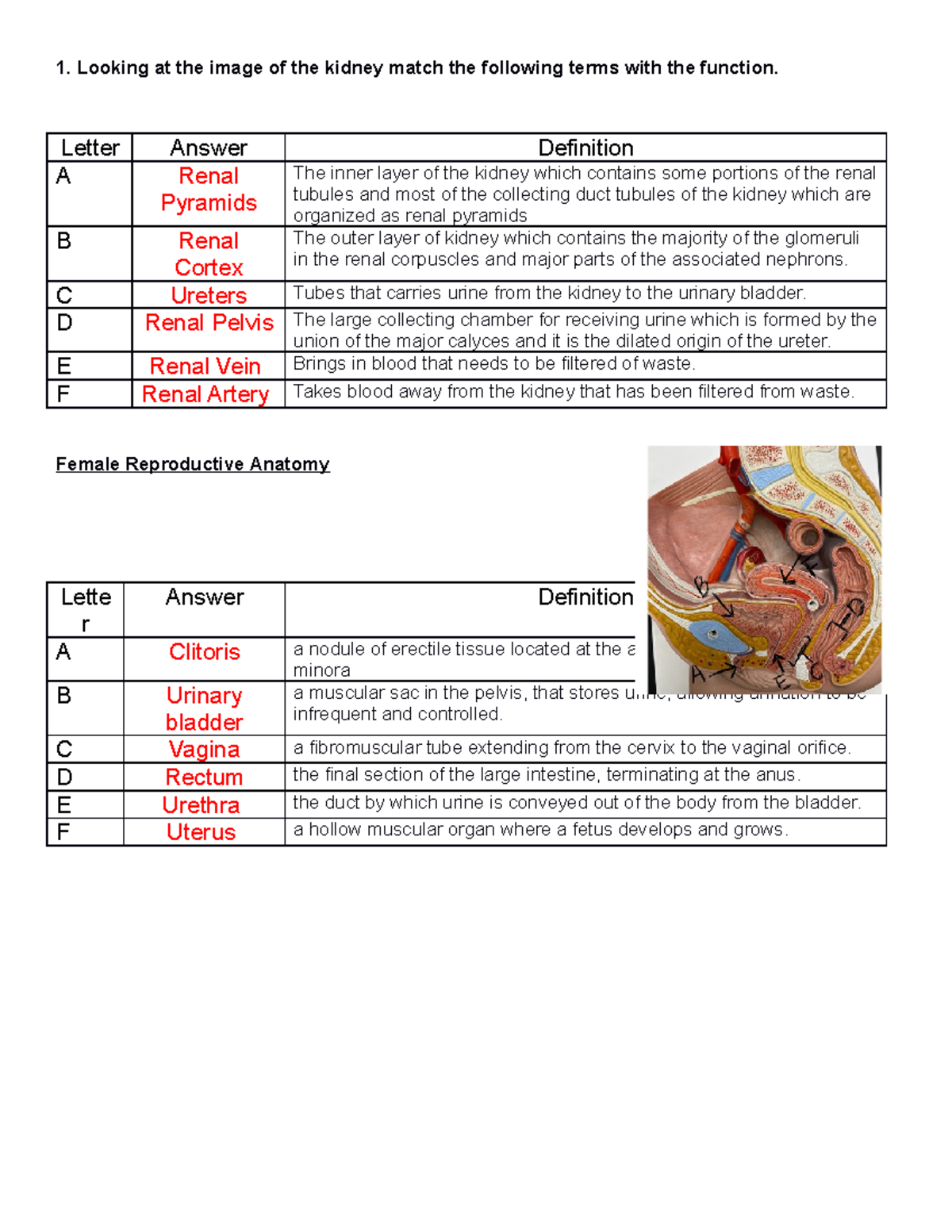 Lab 49 Assignment Handout - 1. Looking at the image of the kidney match ...