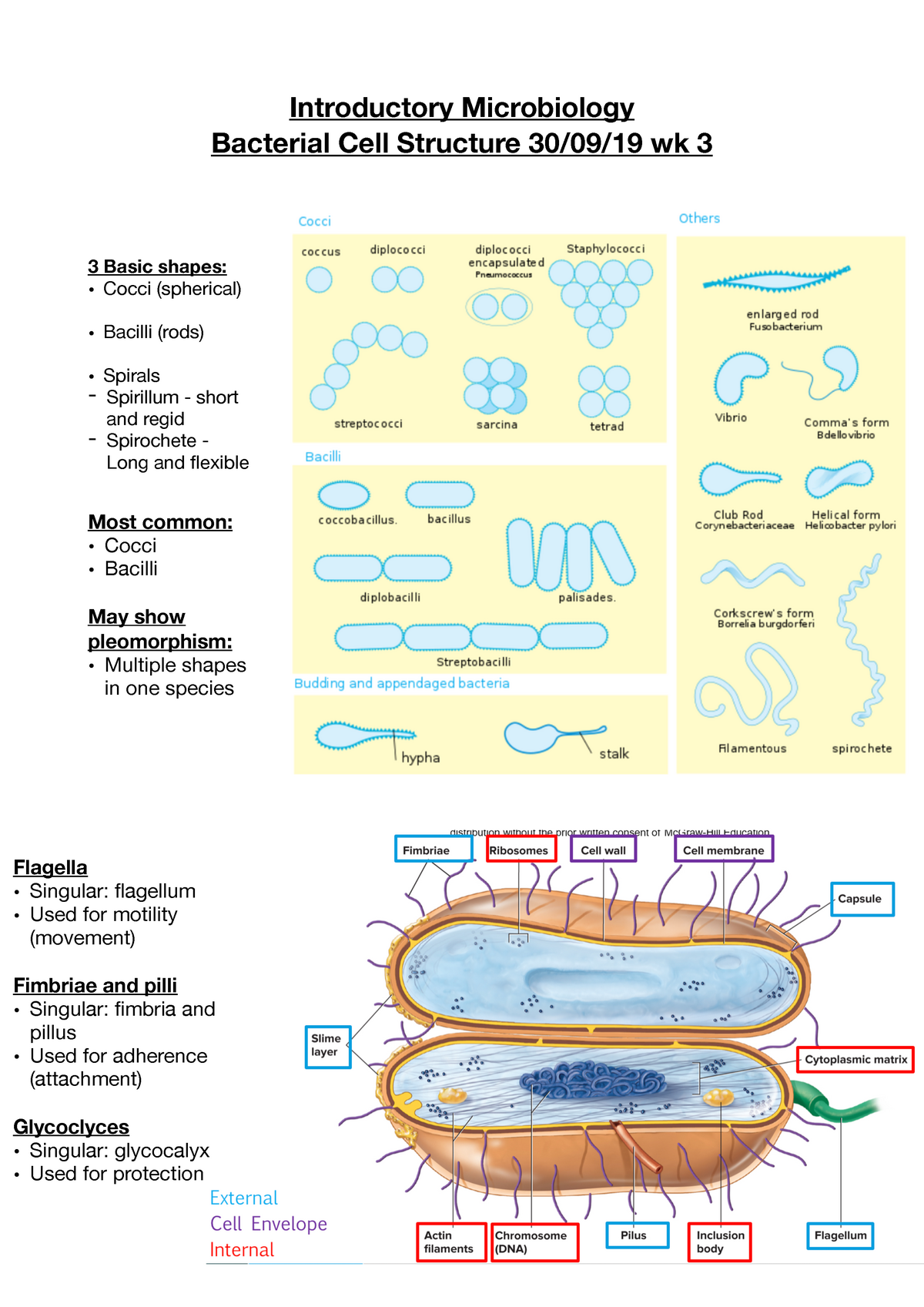 Bacterial Cell Structure Wk 3 - Introductory Microbiology Bacterial ...