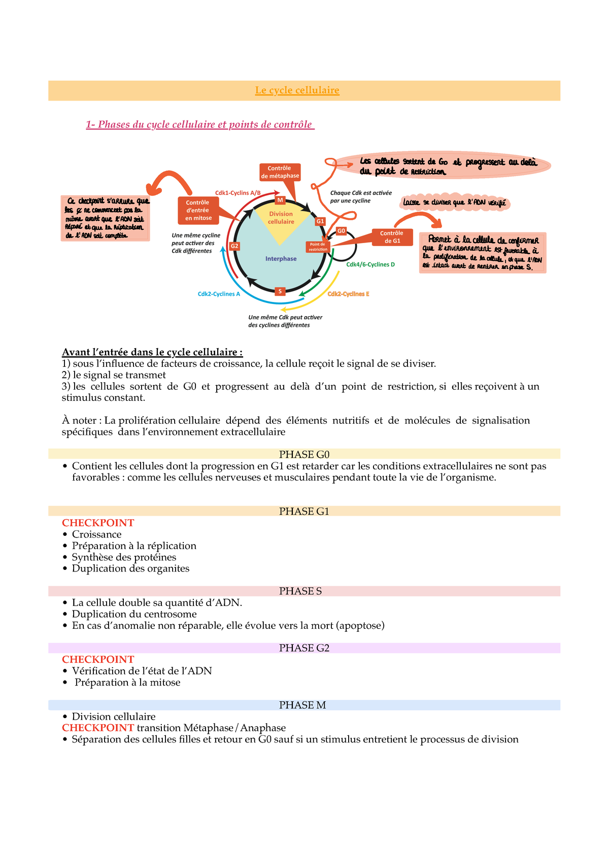 Fiches Examen Biocell Le Cycle Cellulaire Phases Du Cycle Hot Sex Picture 1442