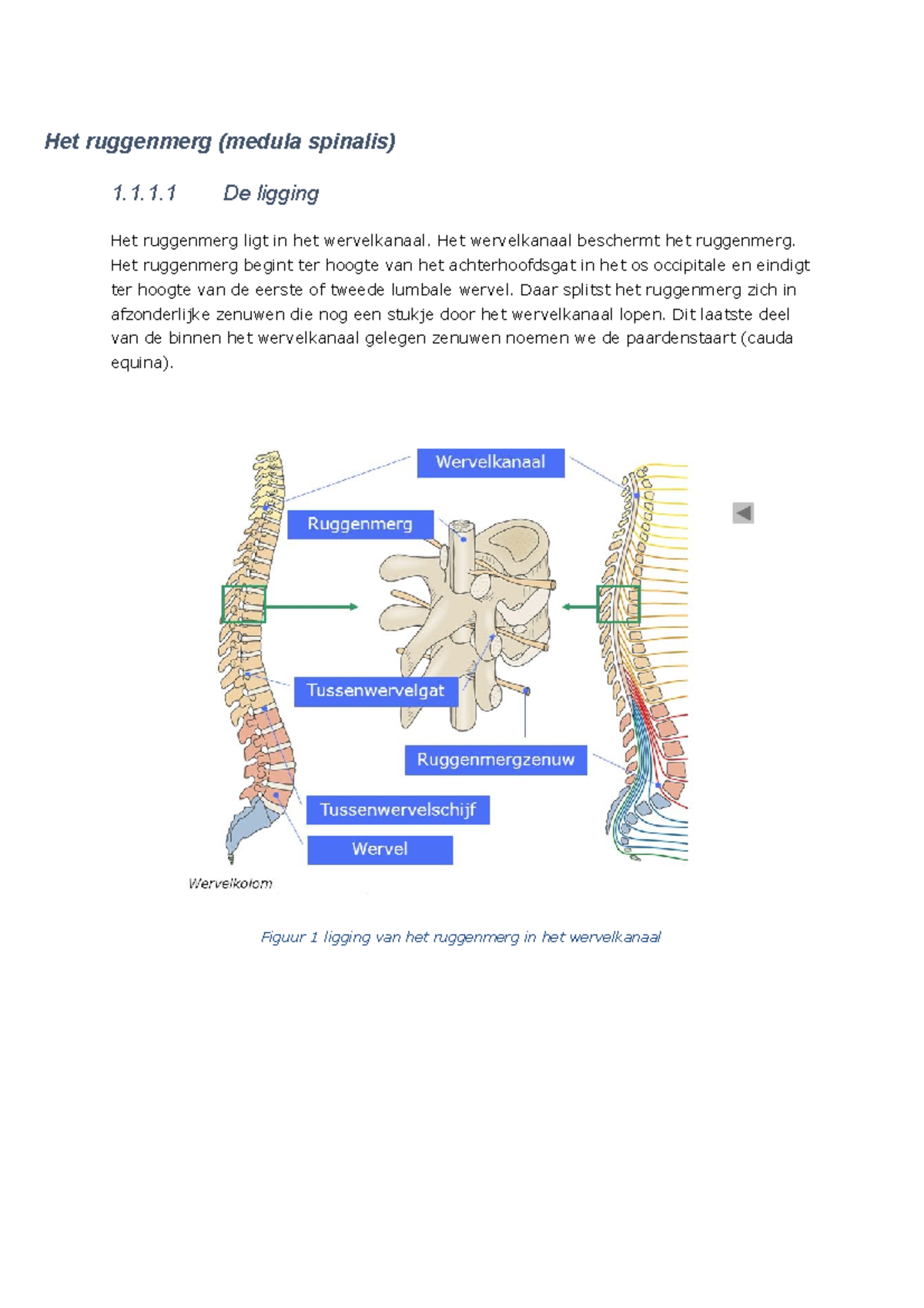 Het ruggenmerg Anatomie Het ruggenmerg (medula spinalis) 1.1.1 De ligging Het ruggenmerg