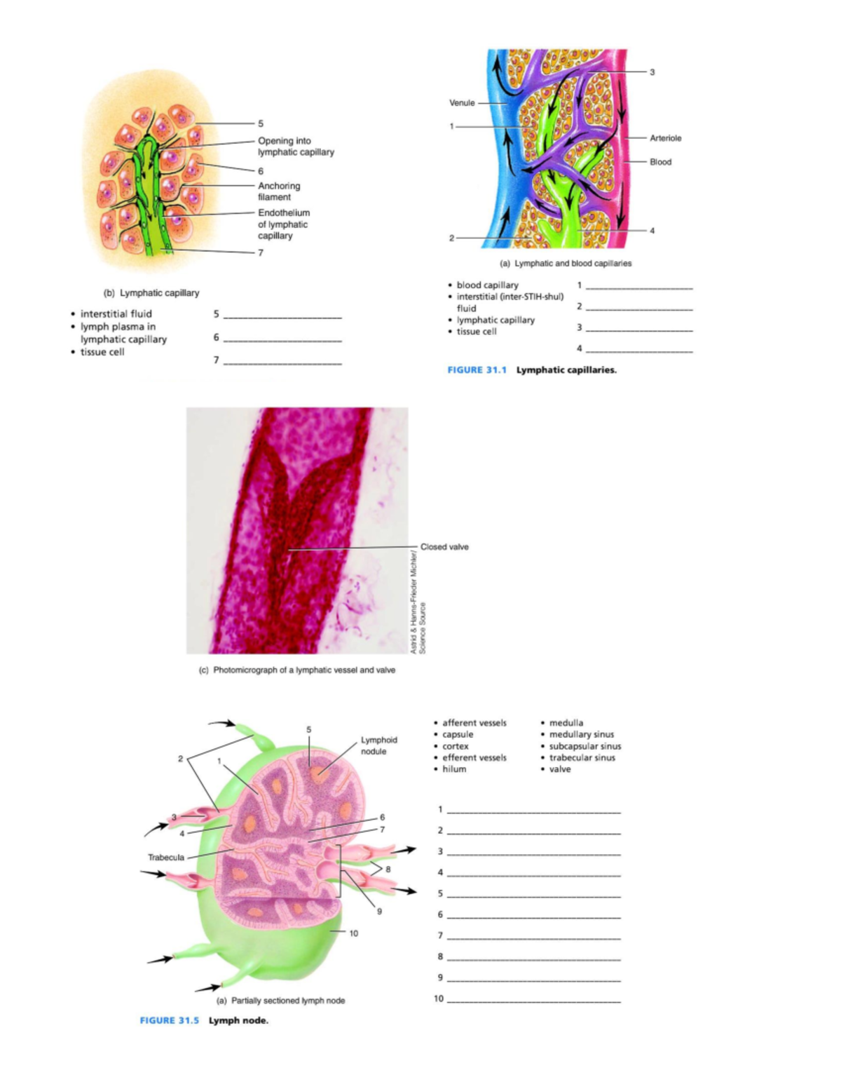 Lab manual quiz lymphatic - medical technology - Studocu