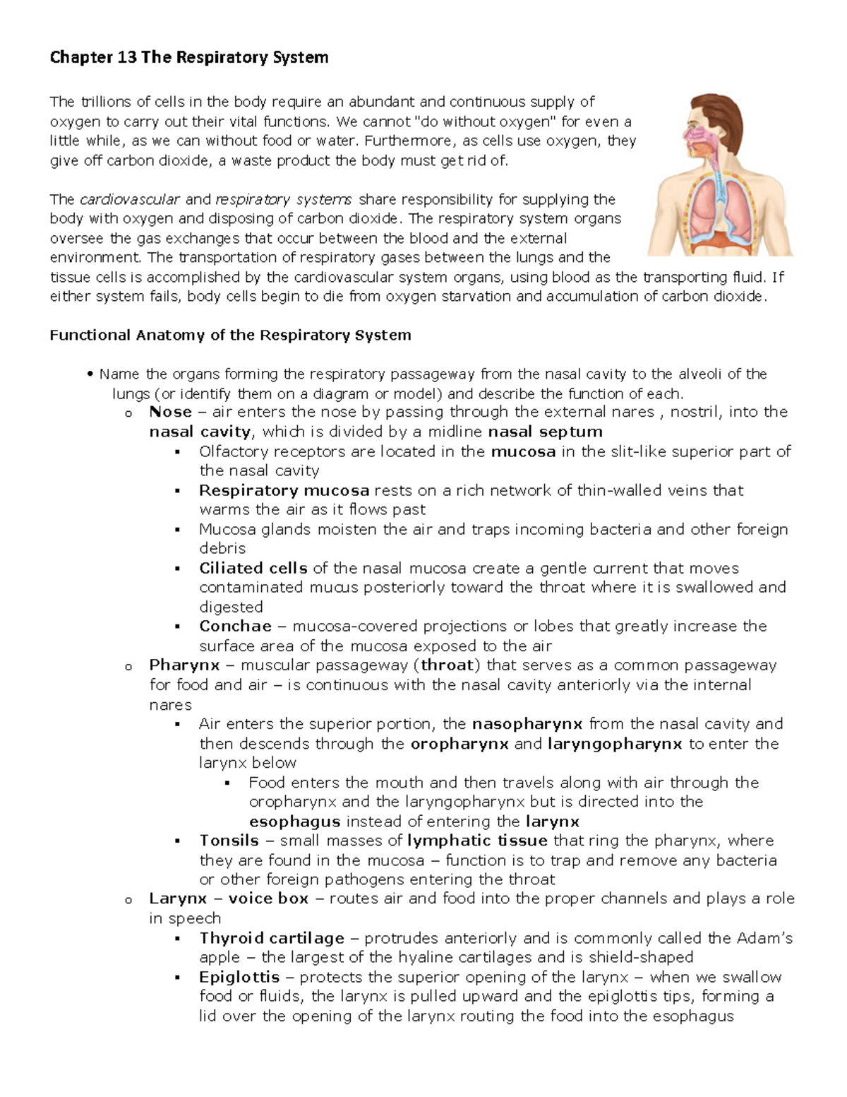 Chapter 13 The Respiratory System - Chapter 13 The Respiratory System ...