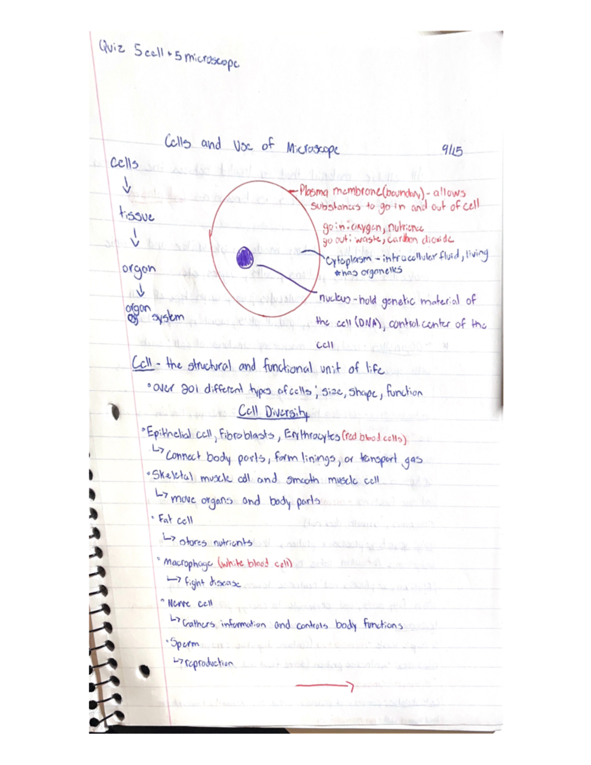 Anatomy and Physiology Notes - 100 - Studocu