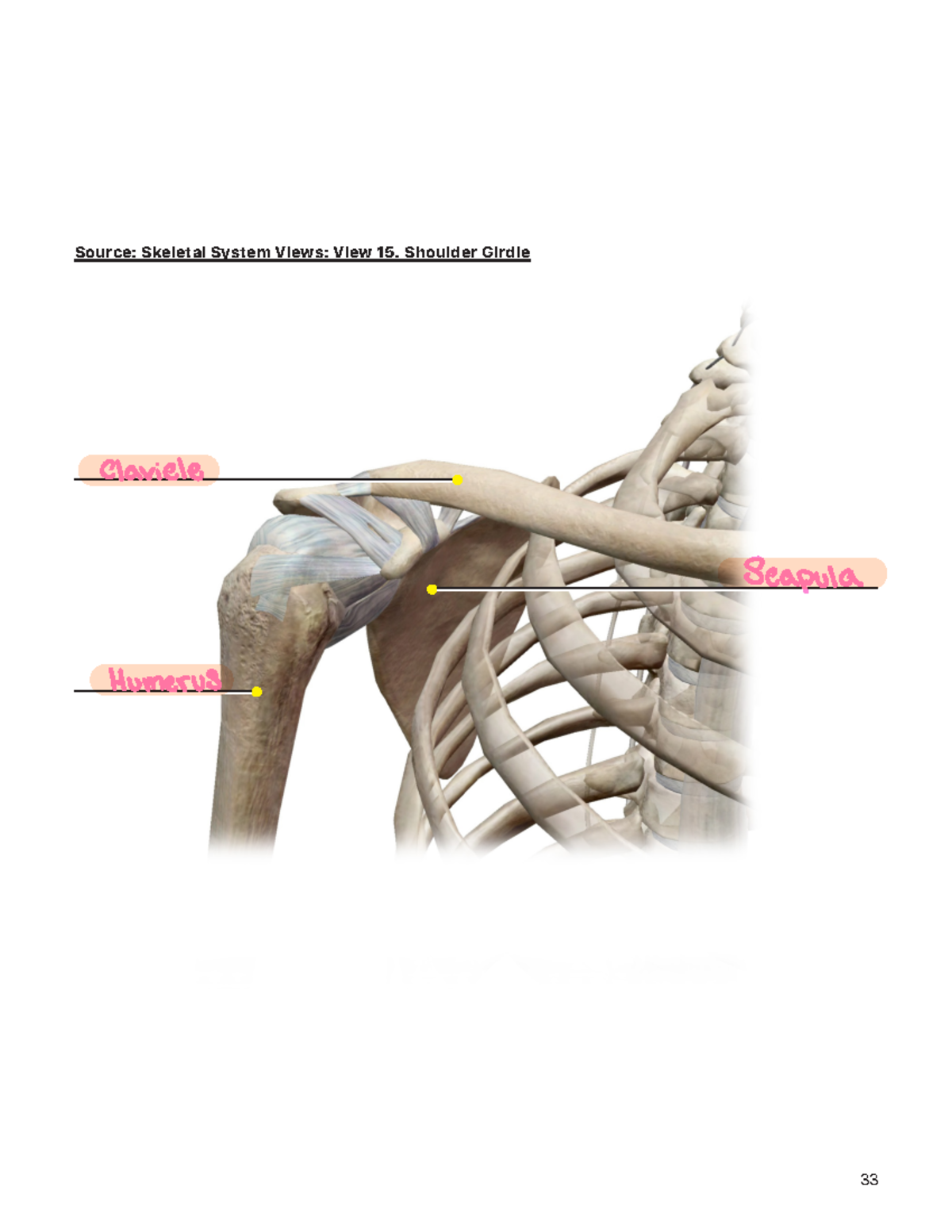 Week+4 Lab+manual appendicular skeleton atlas - BIO 200 - Source ...