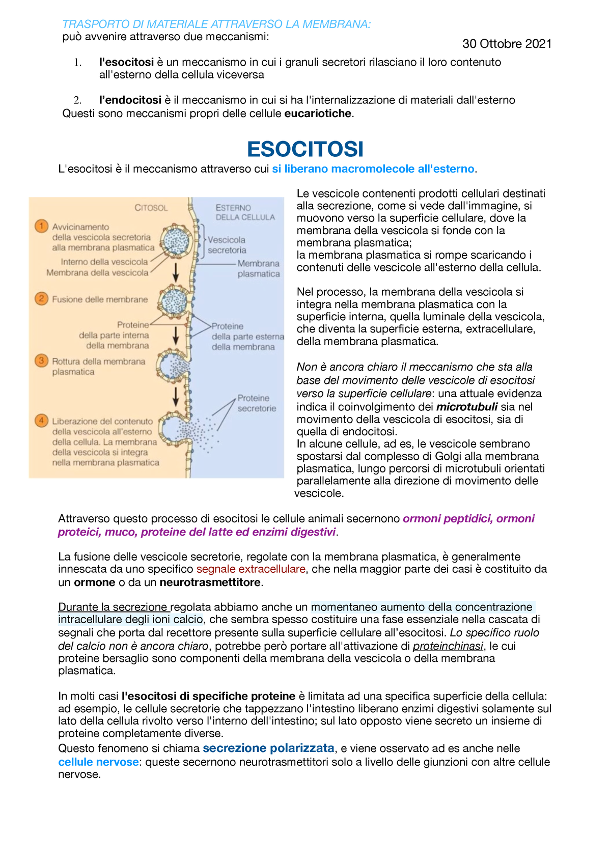 vescicole nella cellula animale