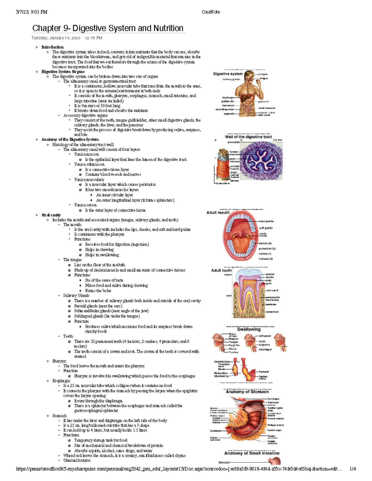 Chapter 9 - Professor Rhodes - Chapter 9- Digestive System and ...