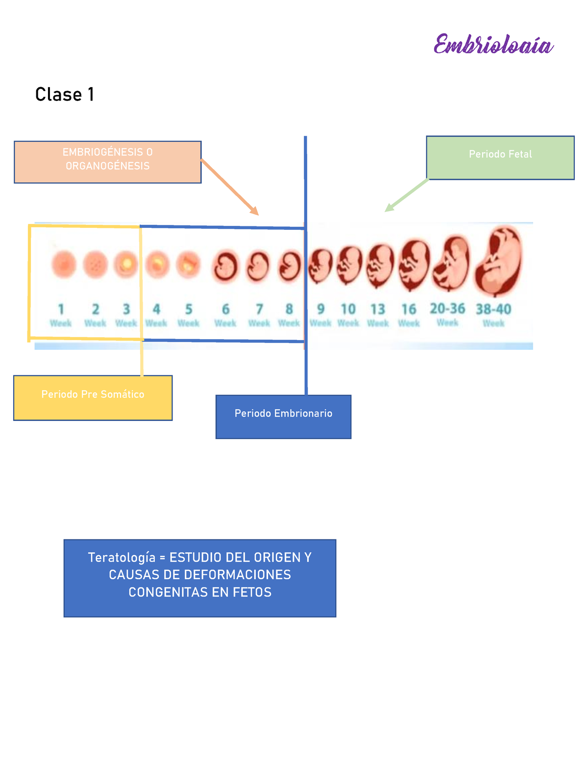 Semana embrio Resumen Clase EMBRIOGÉNESIS O ORGANOGÉNESIS Periodo Fetal Periodo Pre