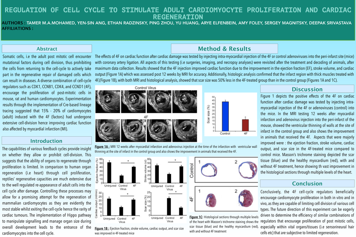 Poster - REGULATION OF CELL CYCLE TO STIMULATE ADULT CARDIOMYOCYTE ...