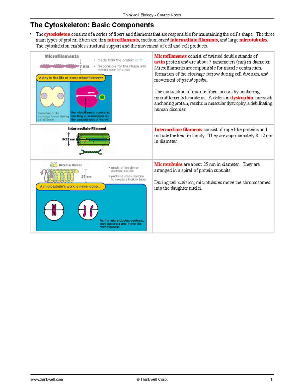 714 - assignment notes - The Cytoskeleton: Basic Components The ...